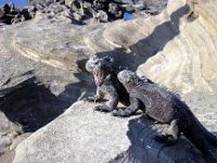 Marine Iguana Galapagous
